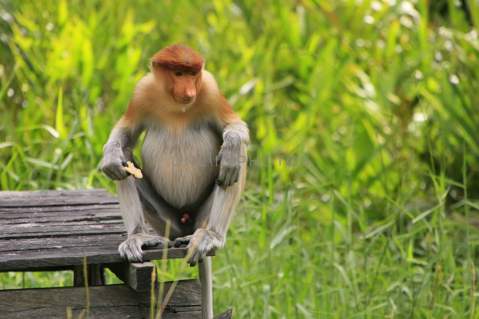 Proboscis monkey sitting on a feeding platform, Borneo, Malaysia