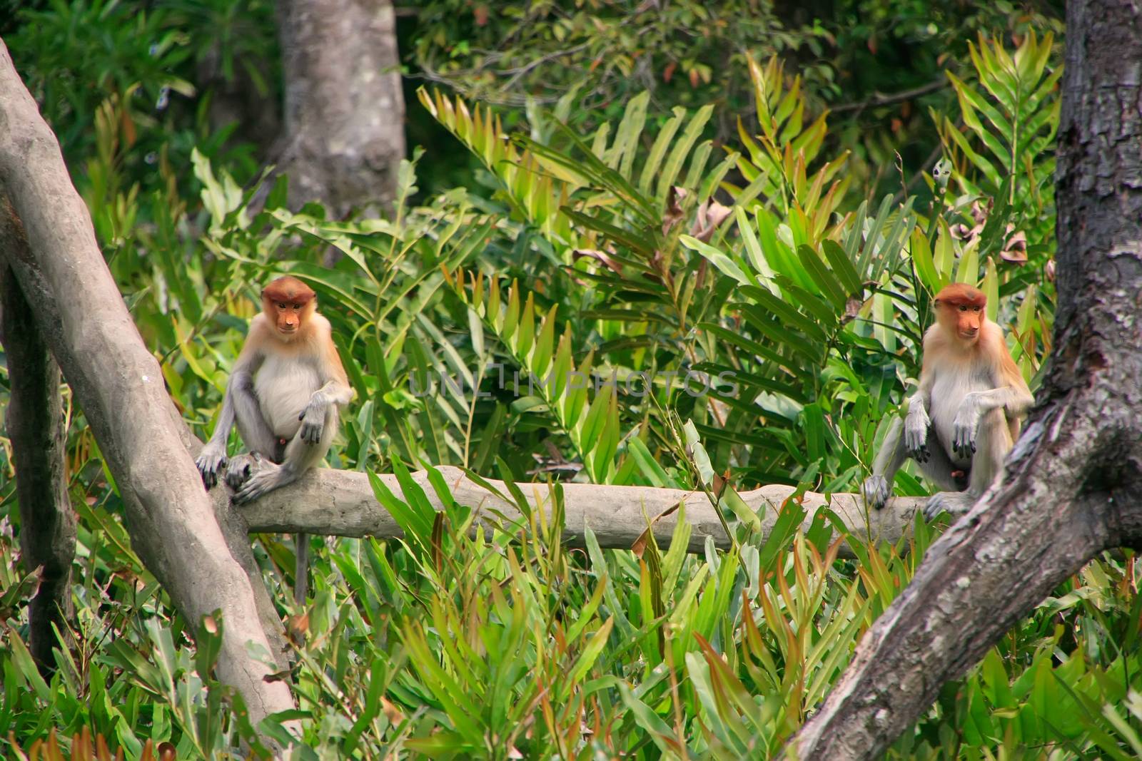 Proboscis monkeys sitting on a tree, Borneo, Malaysia by donya_nedomam