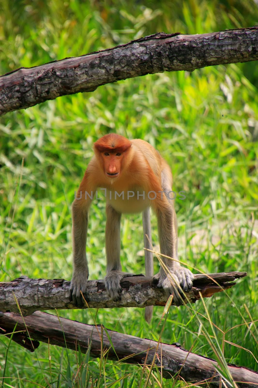 Proboscis monkey sitting on a tree, Borneo, Malaysia by donya_nedomam