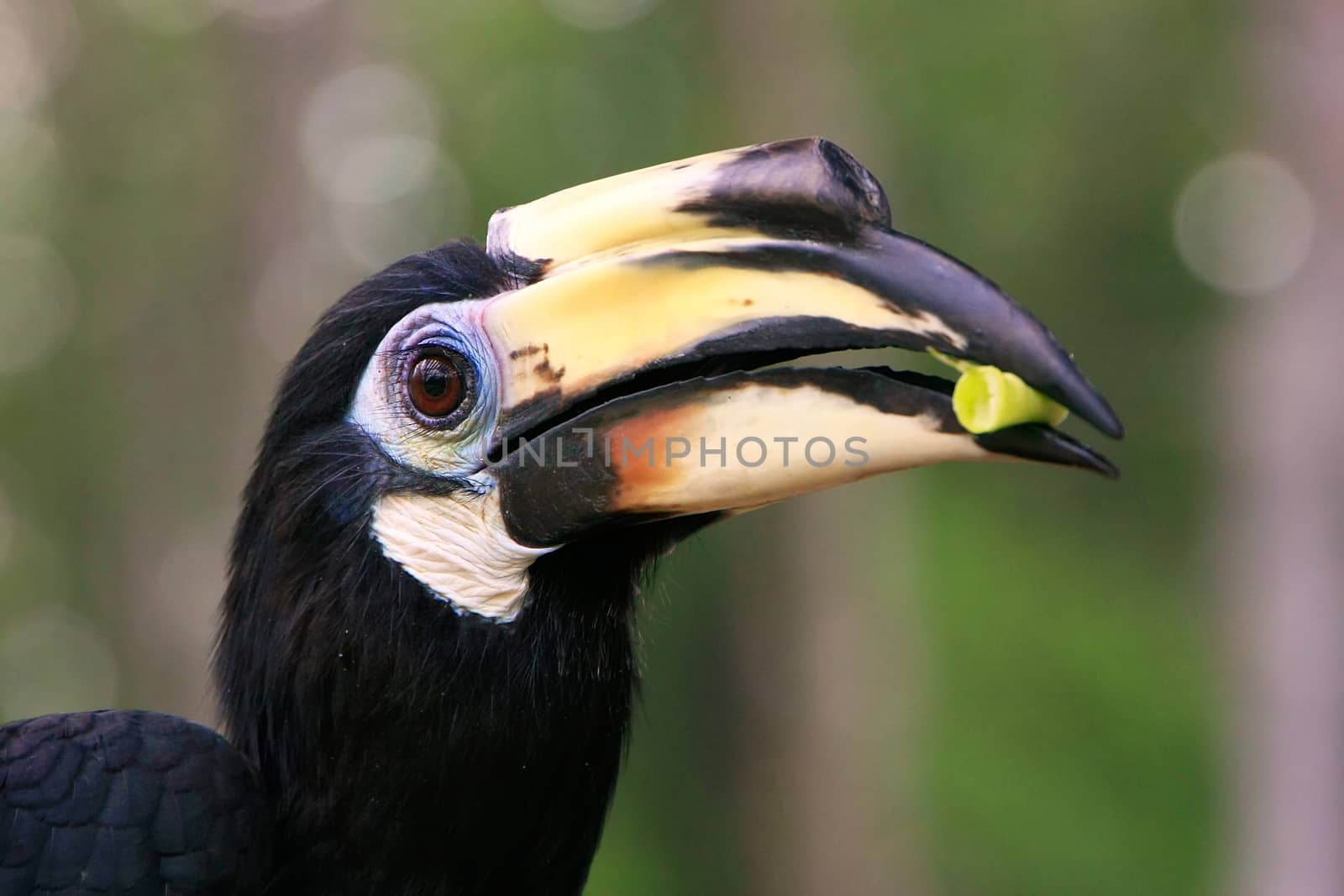 Oriental Pied Hornbill, Sepilok, Borneo, Malaysia by donya_nedomam