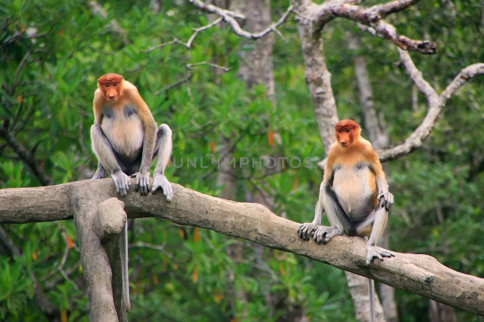 Proboscis monkeys sitting on a tree, Borneo, Malaysia