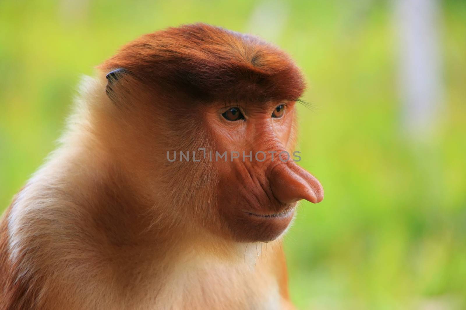 Portrait of Proboscis monkey, Borneo, Malaysia by donya_nedomam