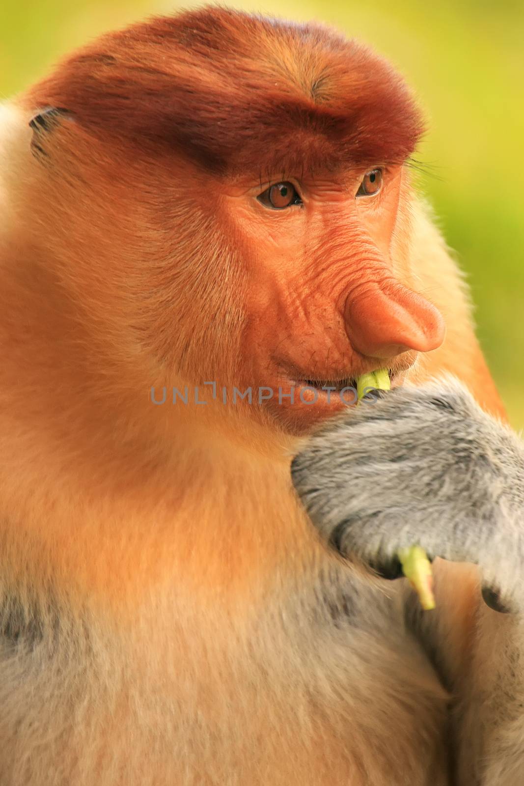 Portrait of Proboscis monkey eating, Borneo, Malaysia