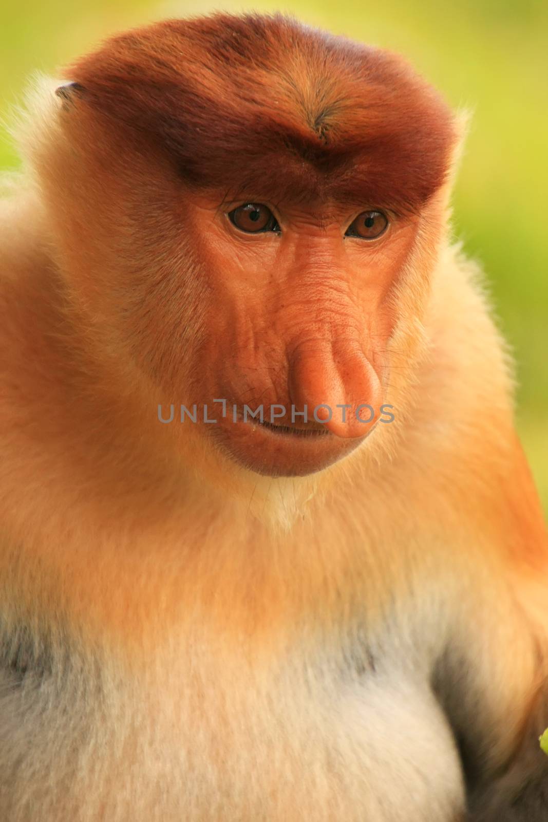 Portrait of Proboscis monkey, Borneo, Malaysia