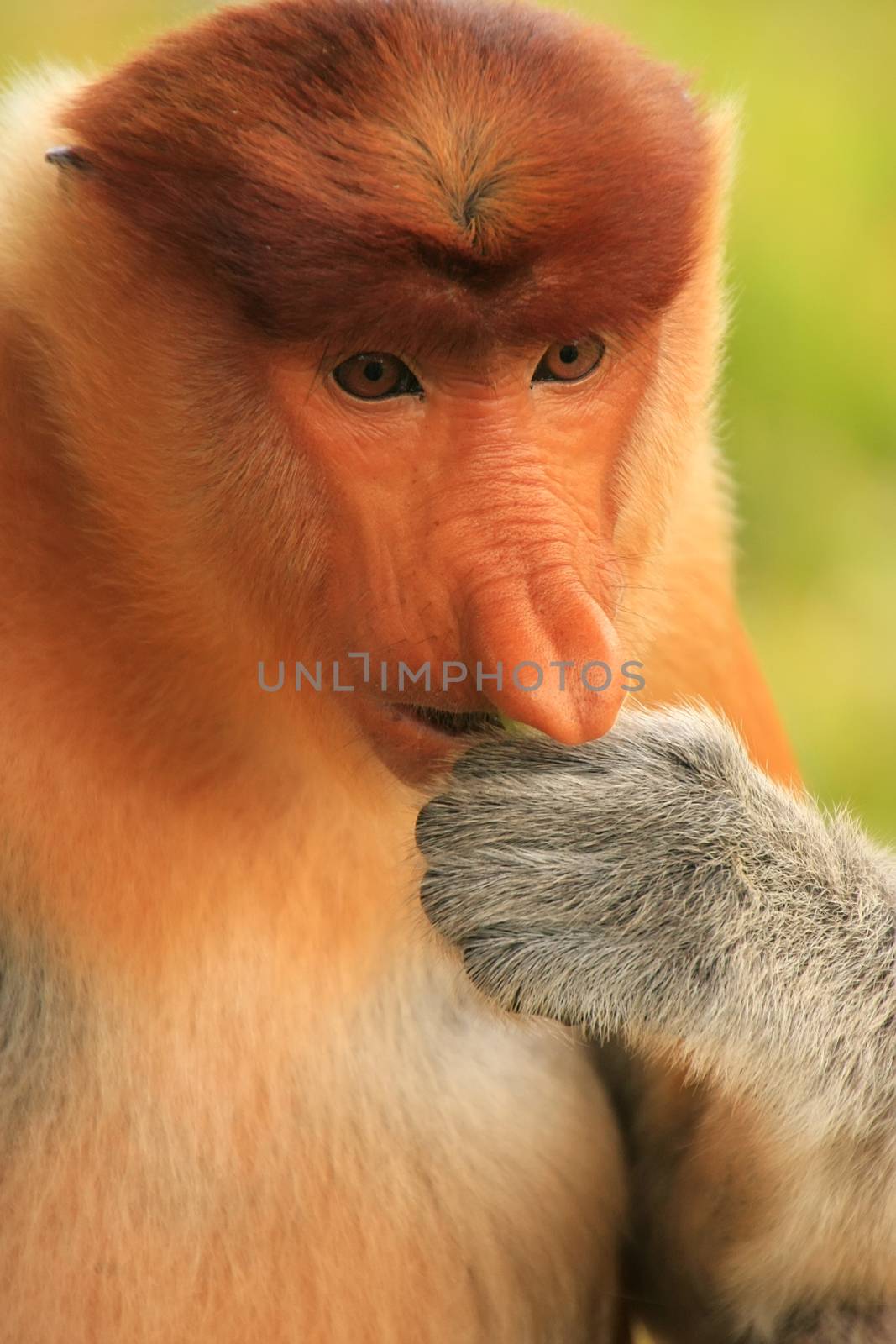 Portrait of Proboscis monkey eating, Borneo, Malaysia by donya_nedomam