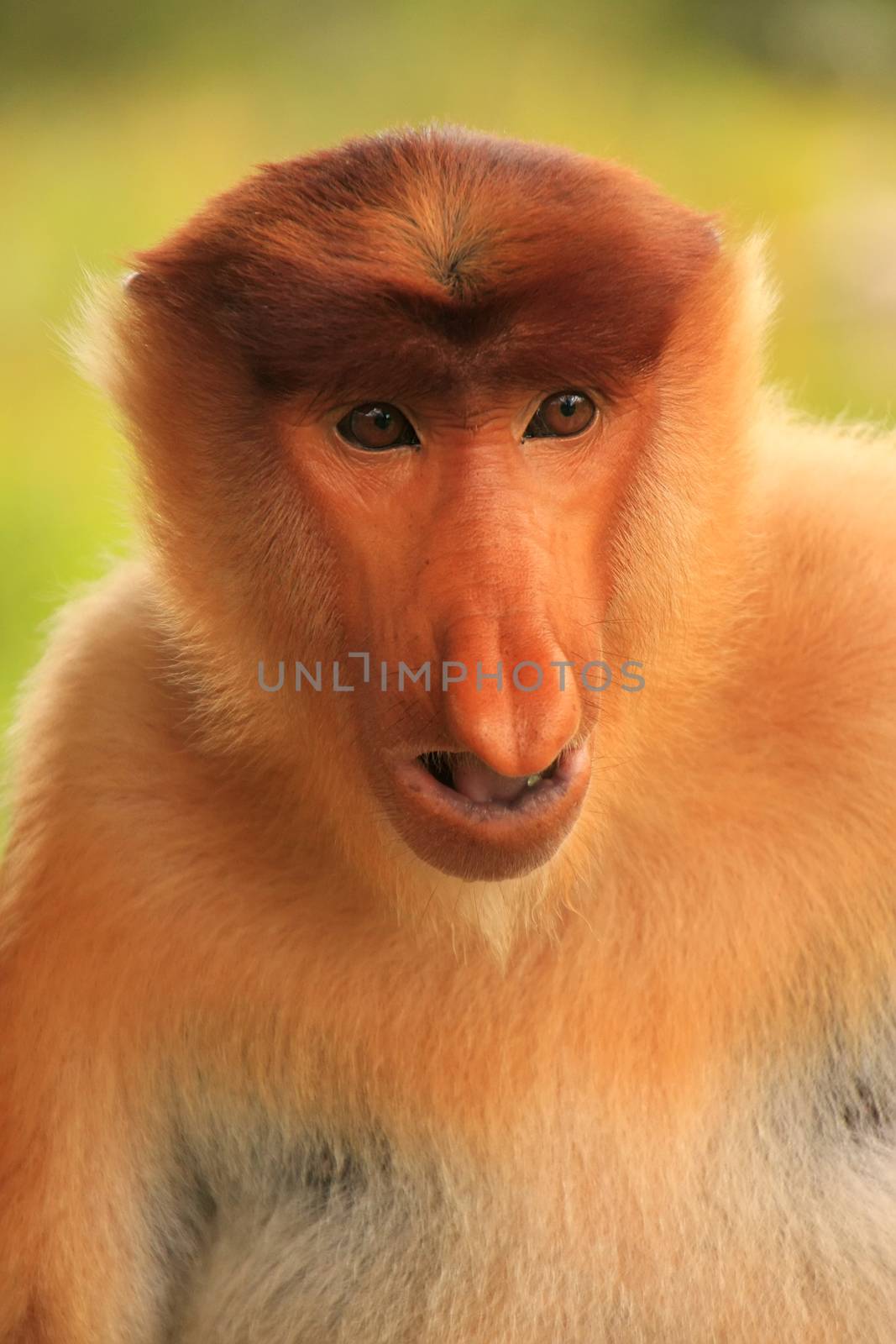 Portrait of Proboscis monkey, Borneo, Malaysia by donya_nedomam