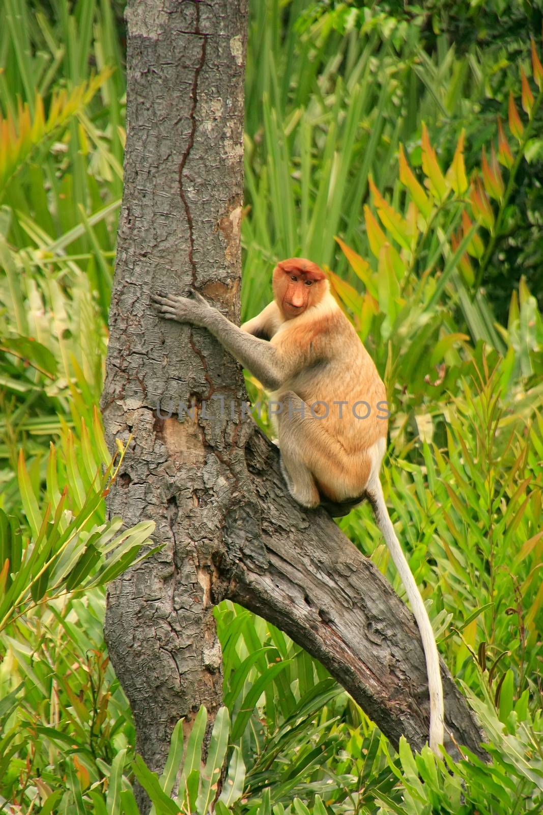 Proboscis monkey sitting on a tree, Borneo, Malaysia by donya_nedomam