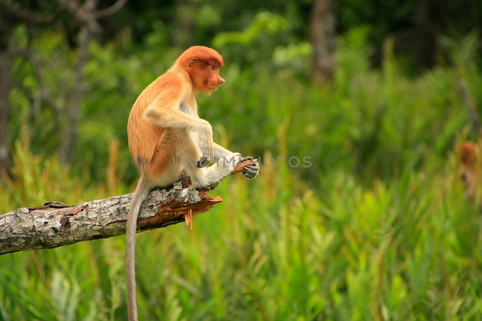 Young Proboscis monkey sitting on a tree, Borneo, Malaysia by donya_nedomam