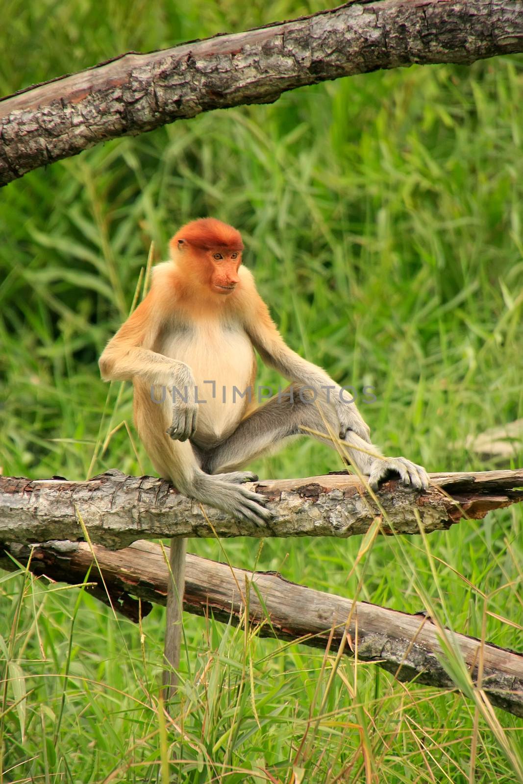 Young Proboscis monkey sitting on a tree, Borneo, Malaysia by donya_nedomam