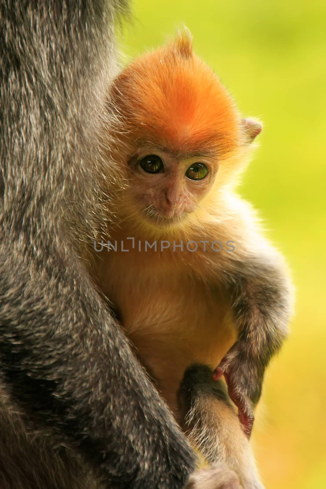 Young baby of Silvered leaf monkey, Sepilok, Borneo, Malaysia by donya_nedomam