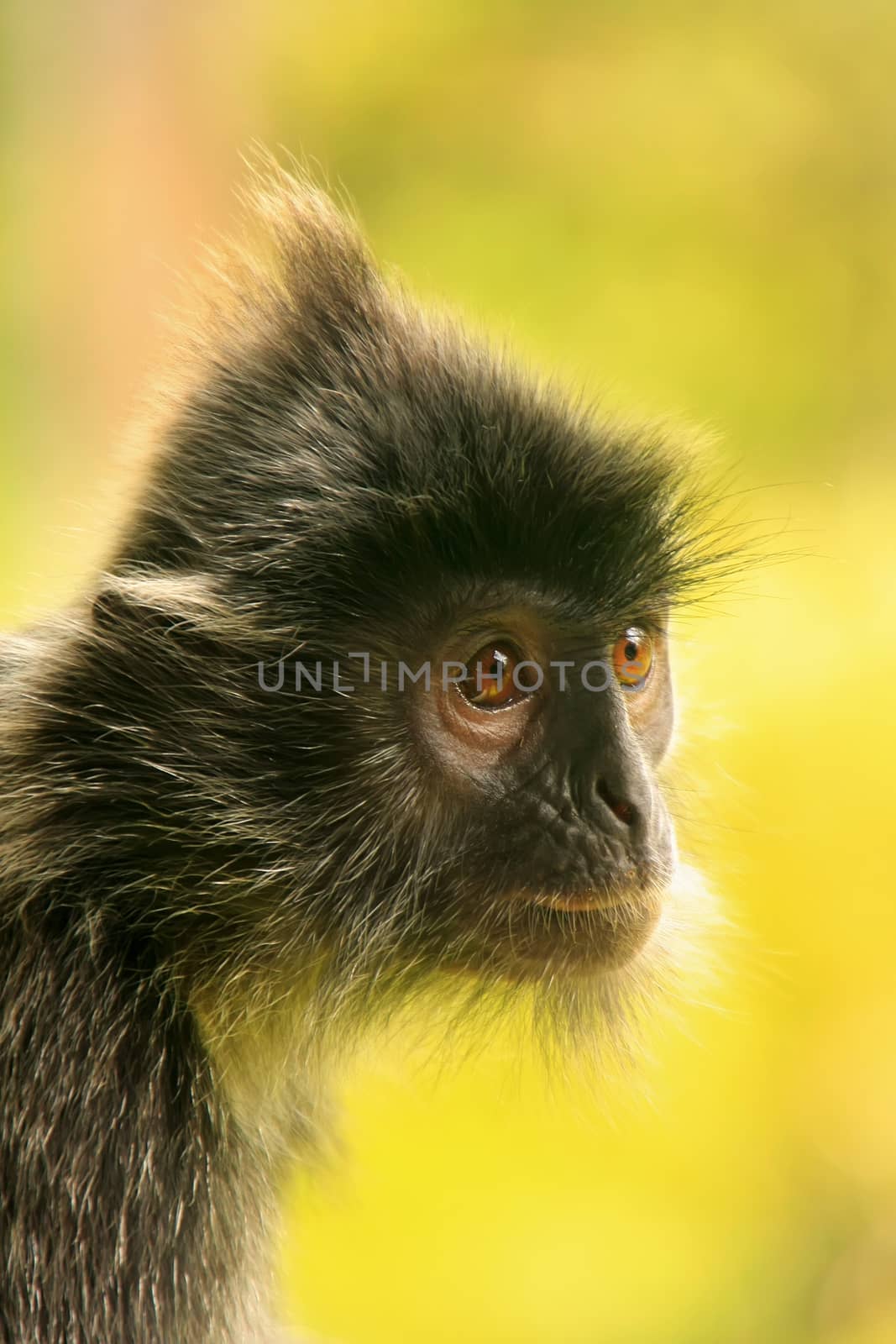 Portrait of Silvered leaf monkey, Sepilok, Borneo, Malaysia