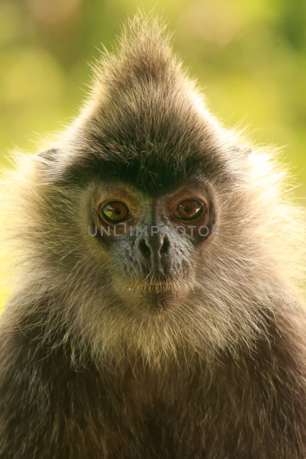 Portrait of Silvered leaf monkey, Sepilok, Borneo, Malaysia