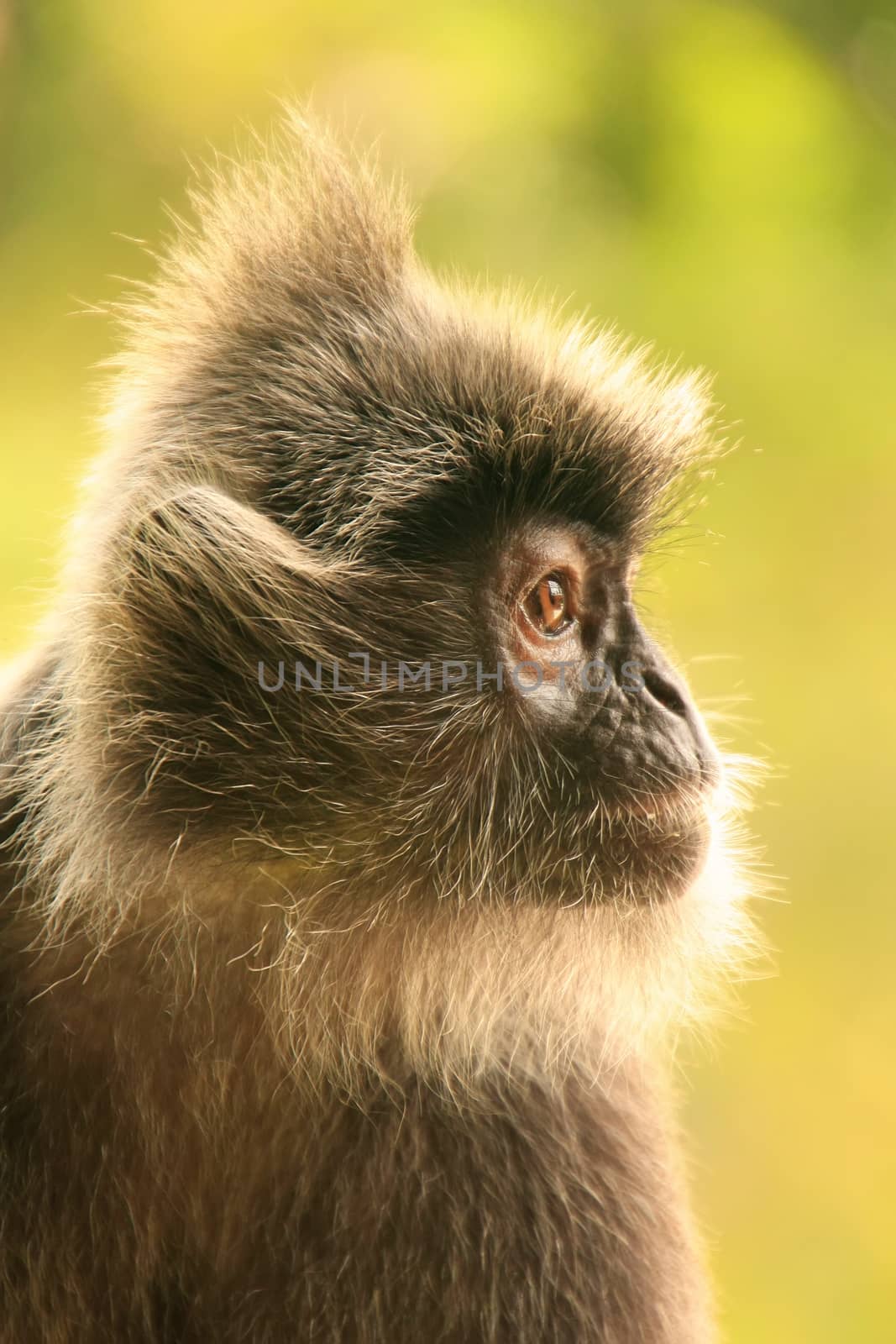 Portrait of Silvered leaf monkey, Sepilok, Borneo, Malaysia