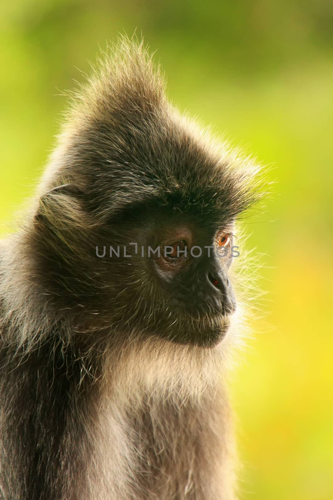 Portrait of Silvered leaf monkey, Sepilok, Borneo, Malaysia