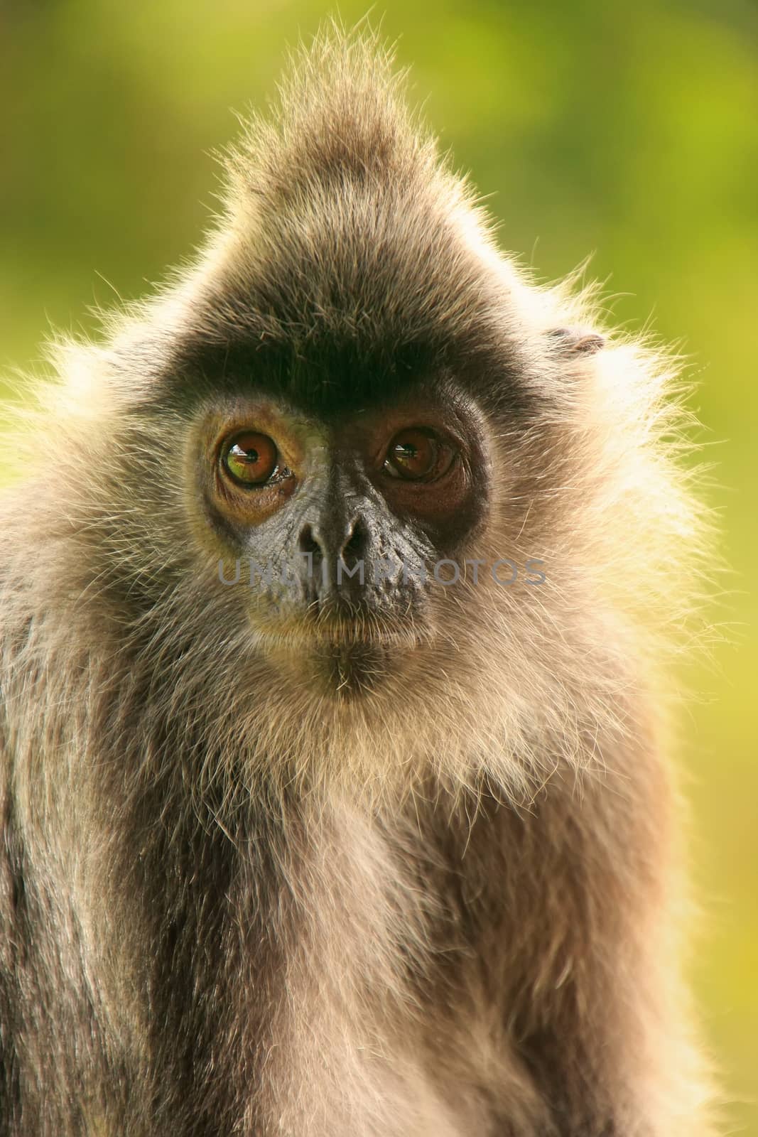 Portrait of Silvered leaf monkey, Sepilok, Borneo, Malaysia