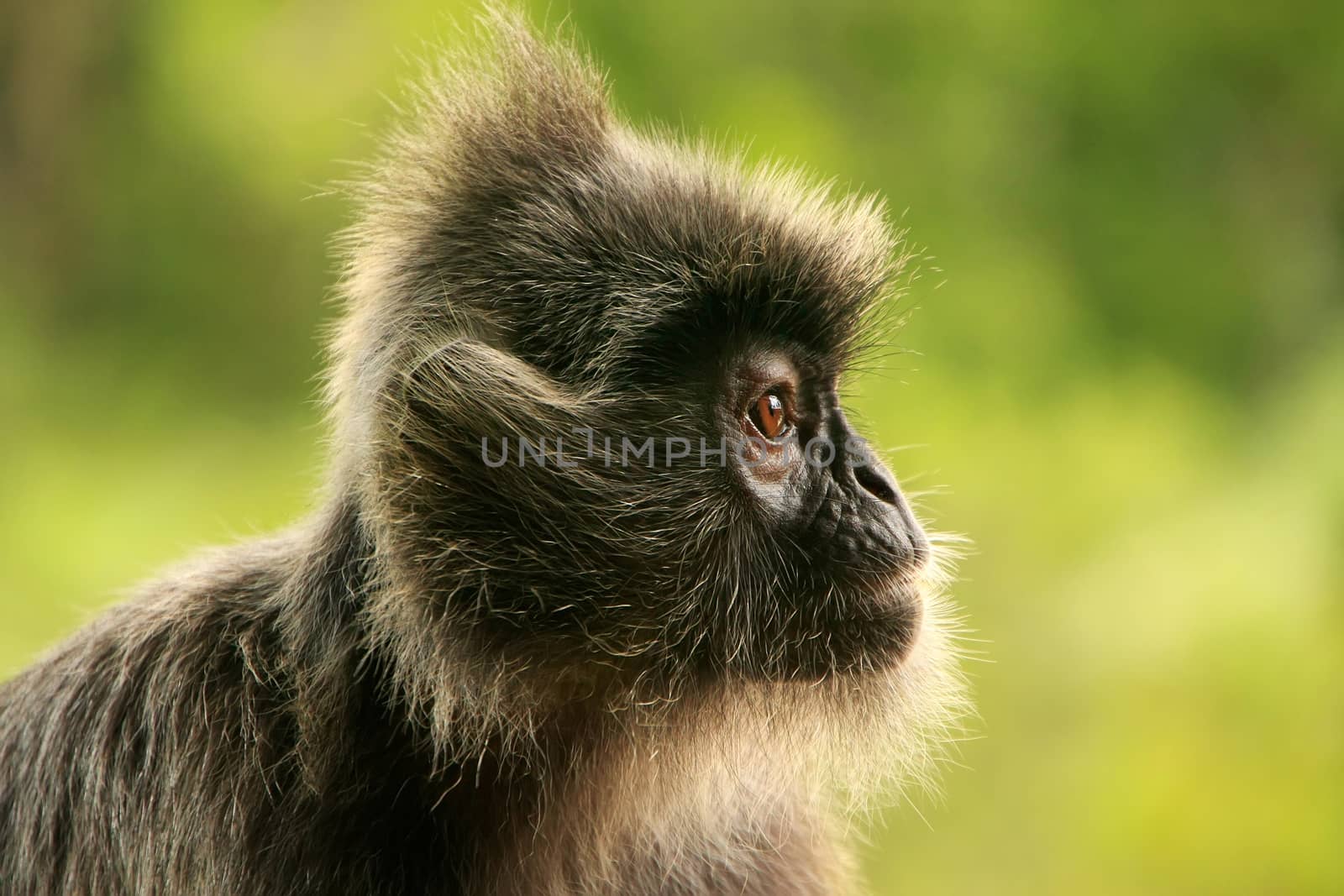 Silvered leaf monkey, Sepilok, Borneo, Malaysia by donya_nedomam