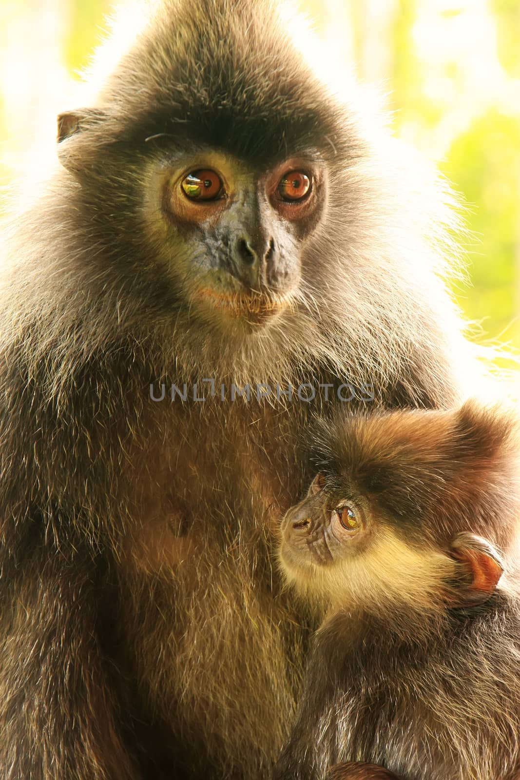 Silvered leaf monkey with a baby, Borneo, Malaysia by donya_nedomam