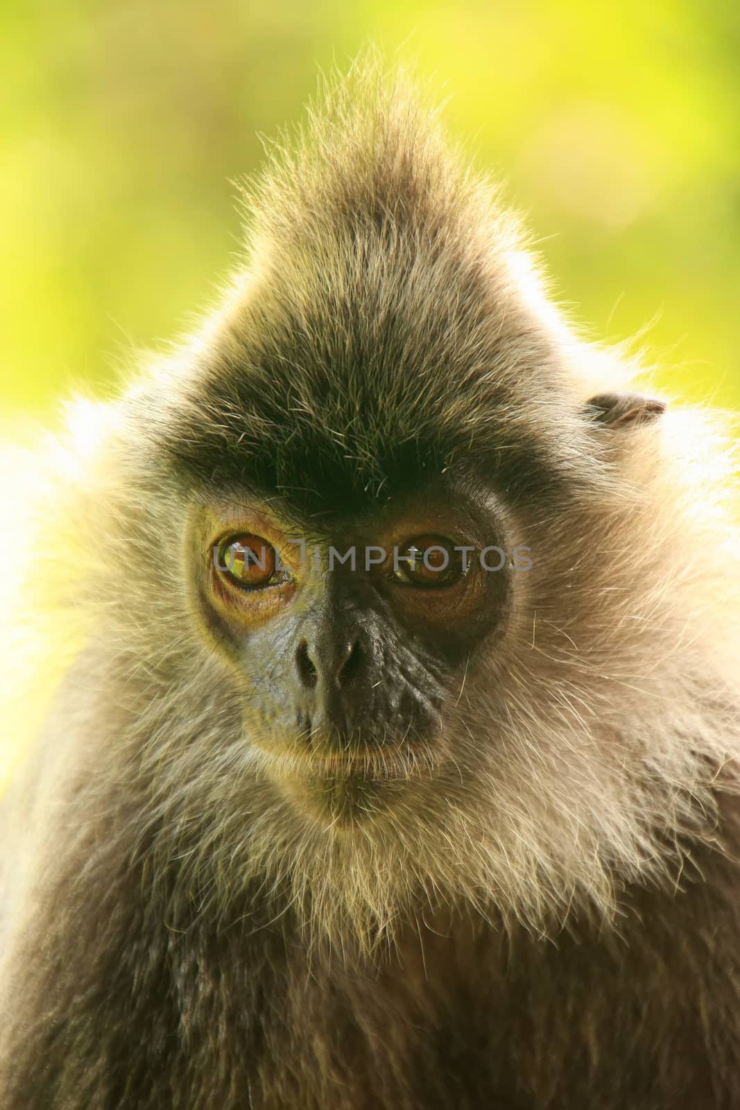 Portrait of Silvered leaf monkey, Sepilok, Borneo, Malaysia