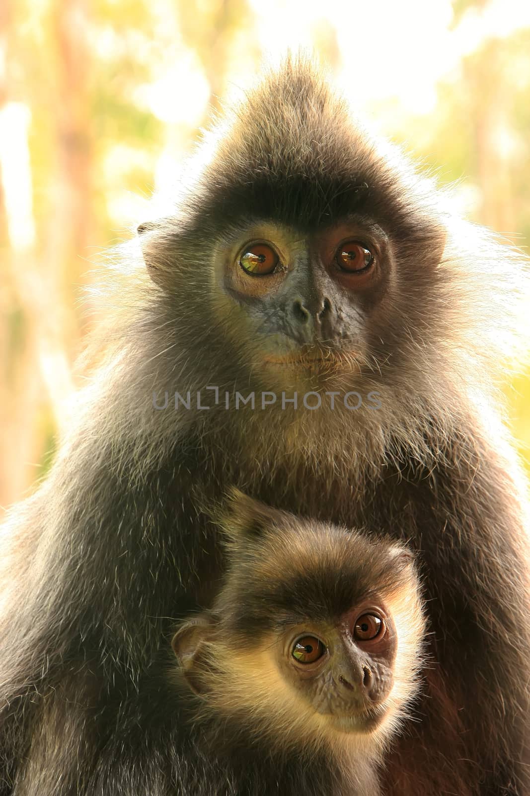 Silvered leaf monkey with a baby, Sepilok, Borneo, Malaysia