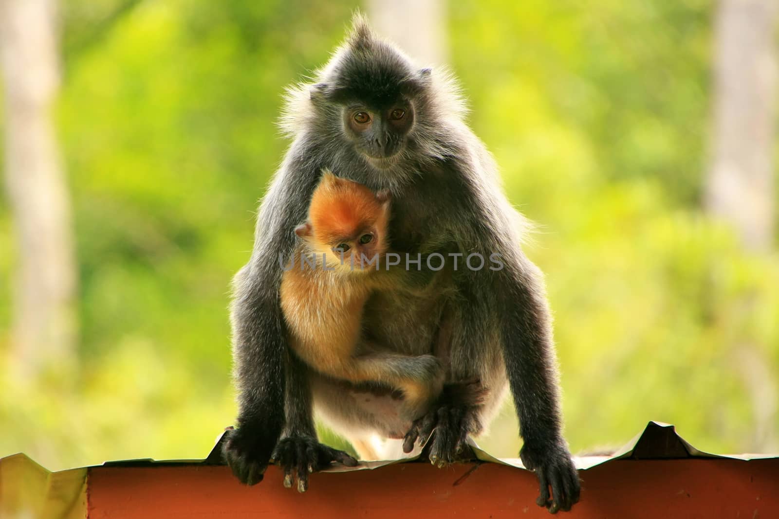 Silvered leaf monkey with a young baby, Sepilok, Borneo, Malaysia