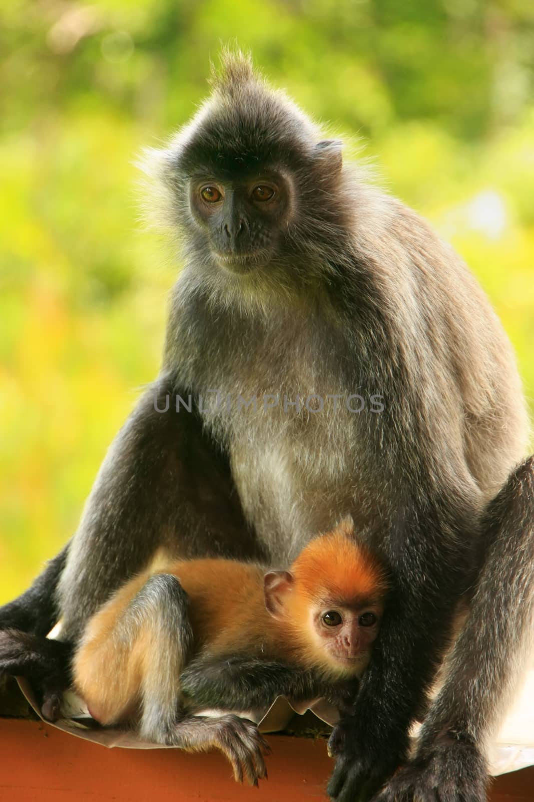 Silvered leaf monkey with a young baby, Borneo, Malaysia by donya_nedomam