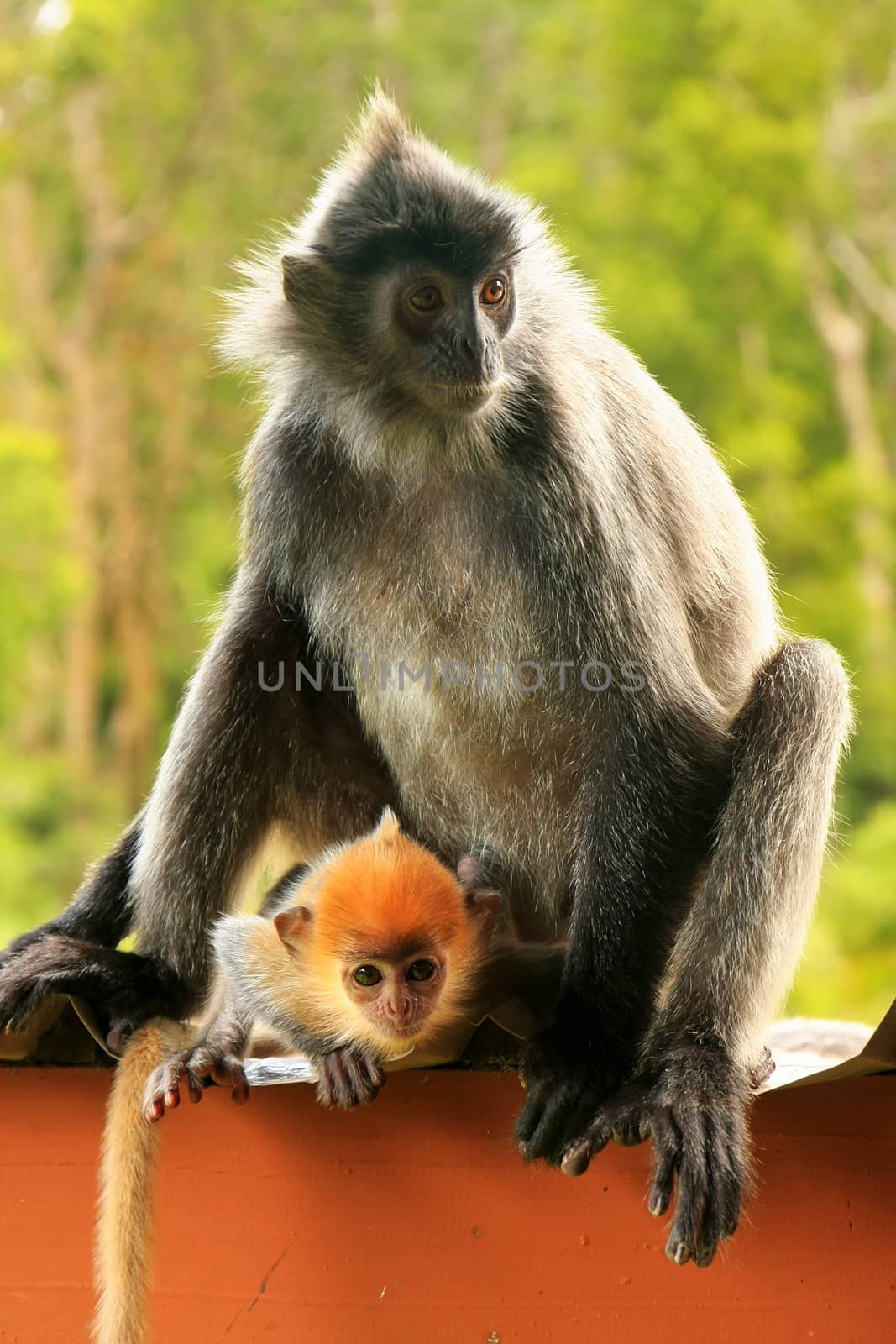 Silvered leaf monkey with a young baby, Sepilok, Borneo, Malaysia