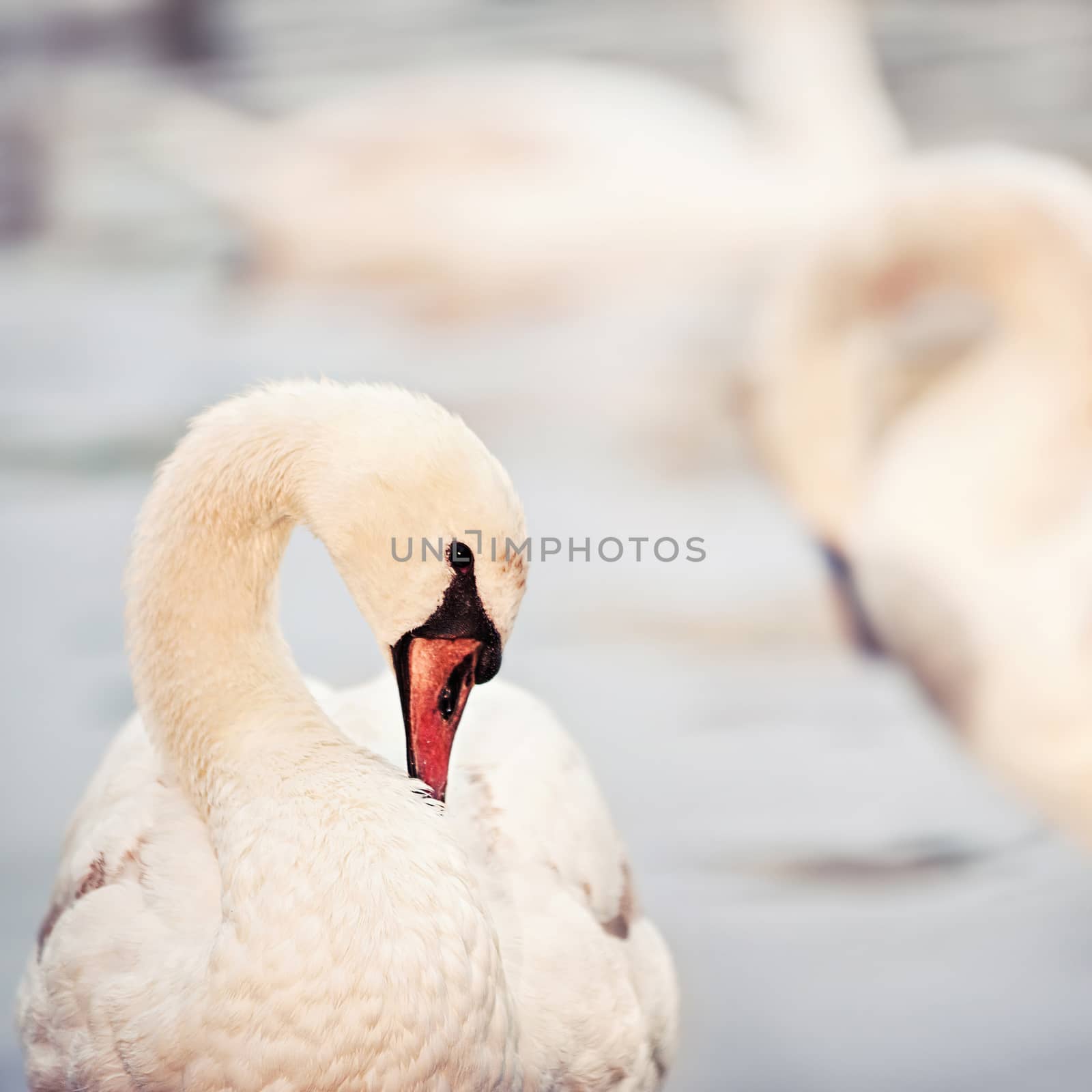 closeup side face portrait of  swan in a sunset light