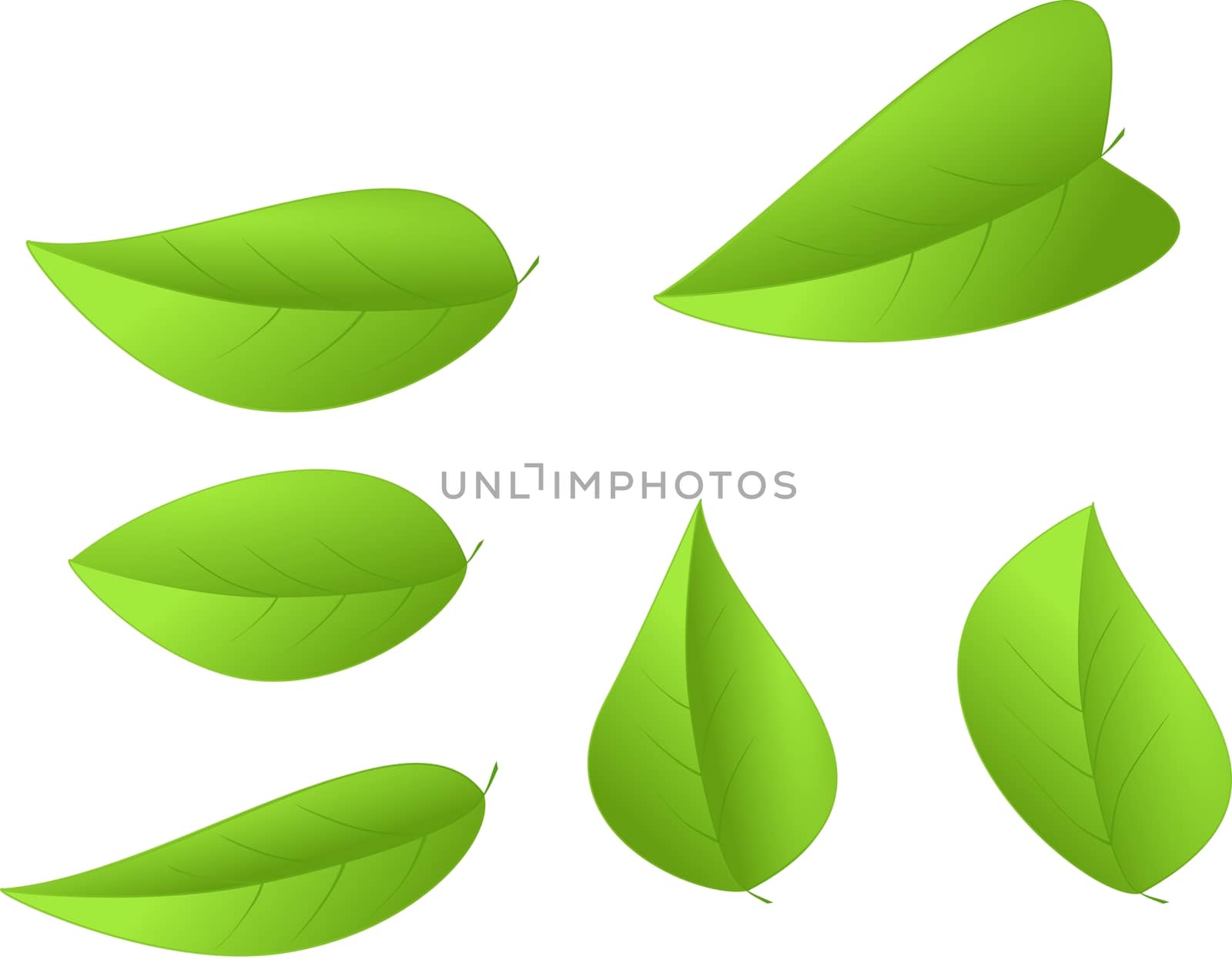 Set of green leaves isolated on a white background