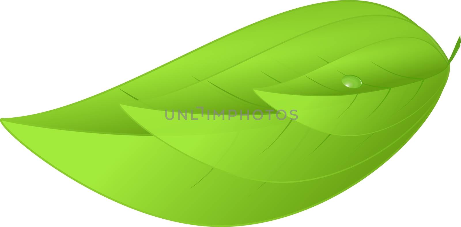 Eco icon green three leaves natural illustration isolated on a white background