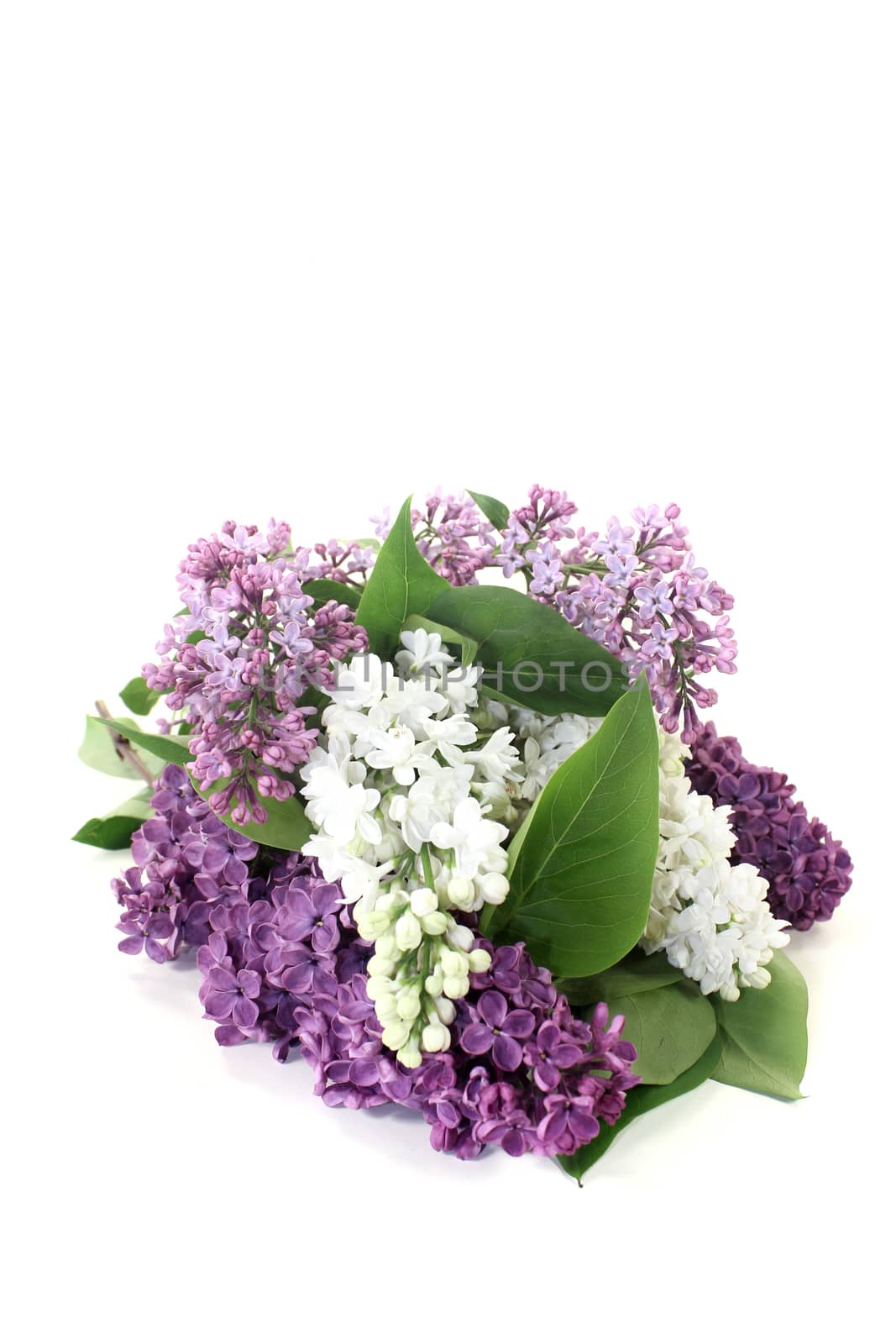 a bouquet of colorful lilac blossoms on a light background