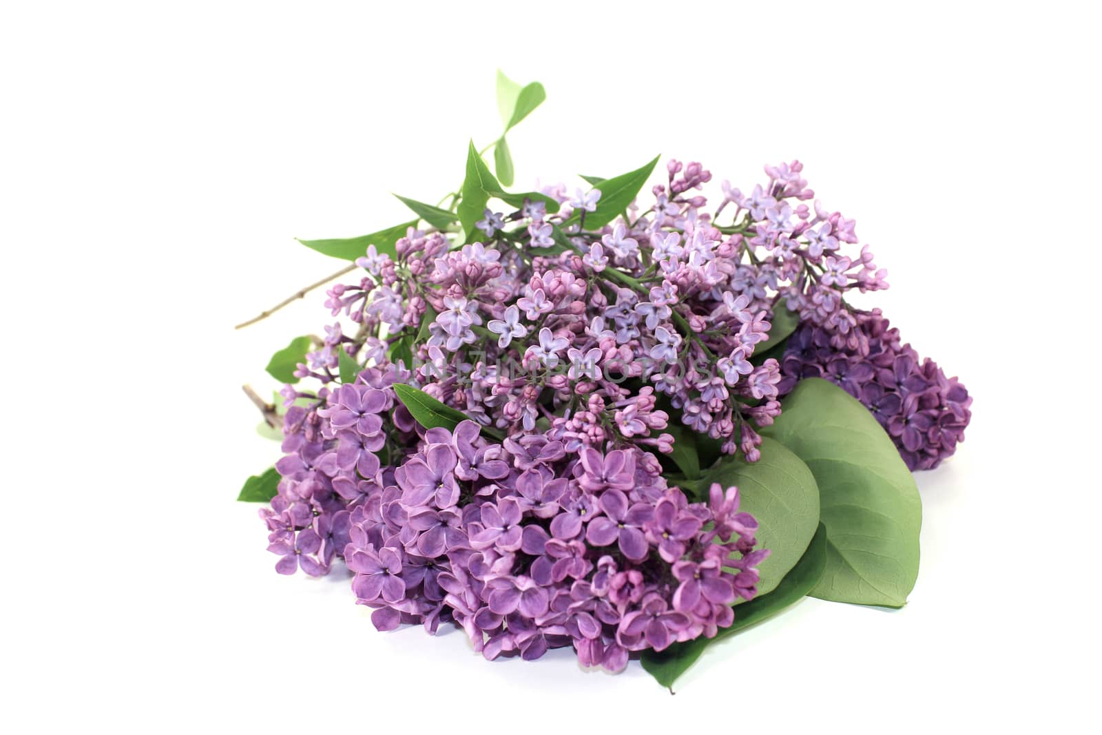 a bouquet of purple lilac blossoms on a light background