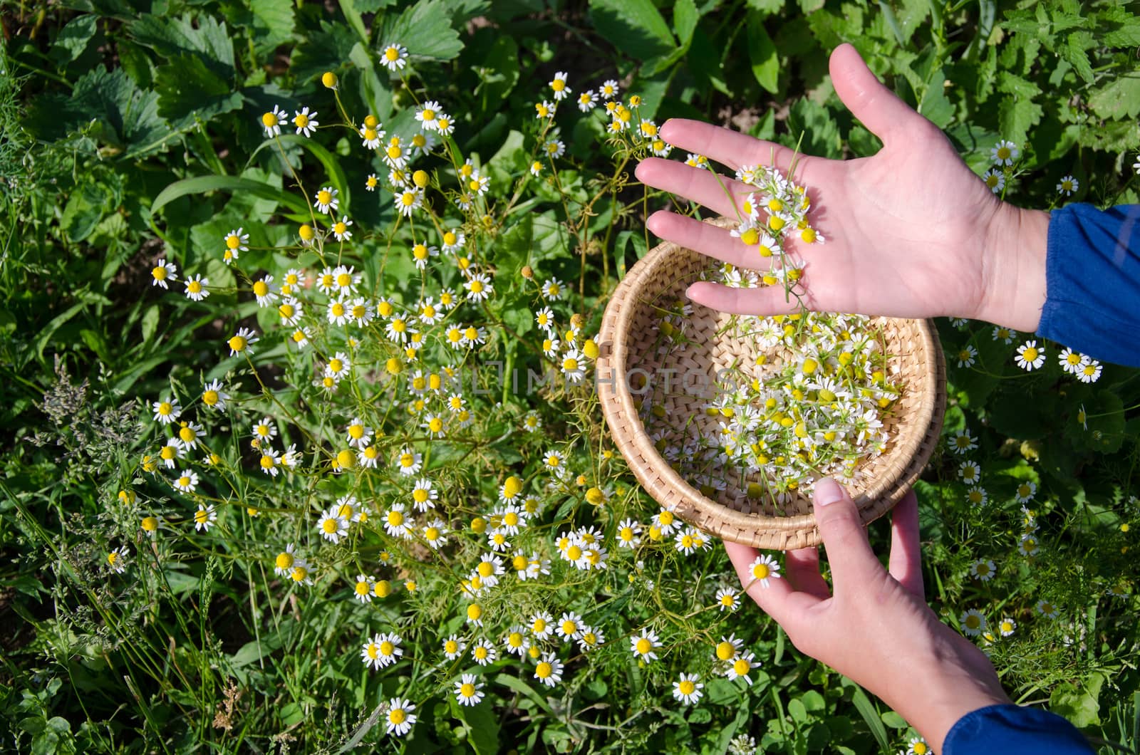 female hand pick camomile herb flower blooms by sauletas