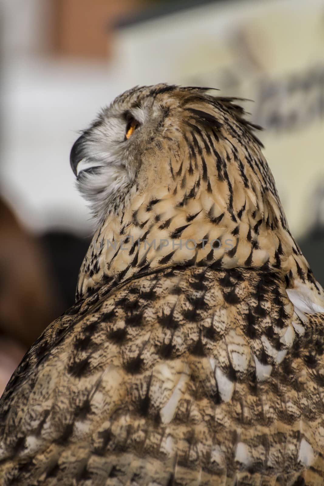 eagle owl, detail of head, lovely plumage by FernandoCortes