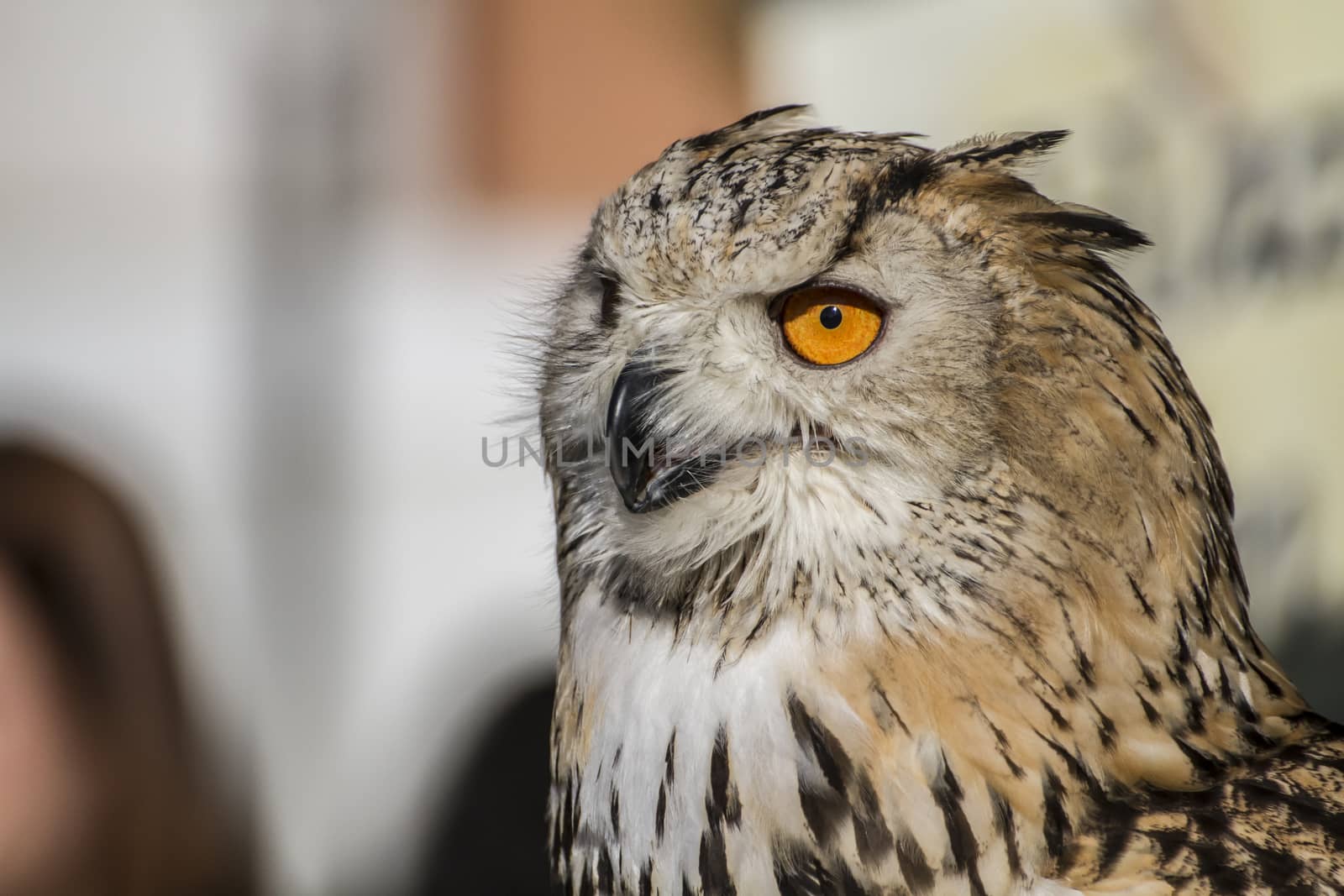 ecology, eagle owl, detail of head, lovely plumage by FernandoCortes