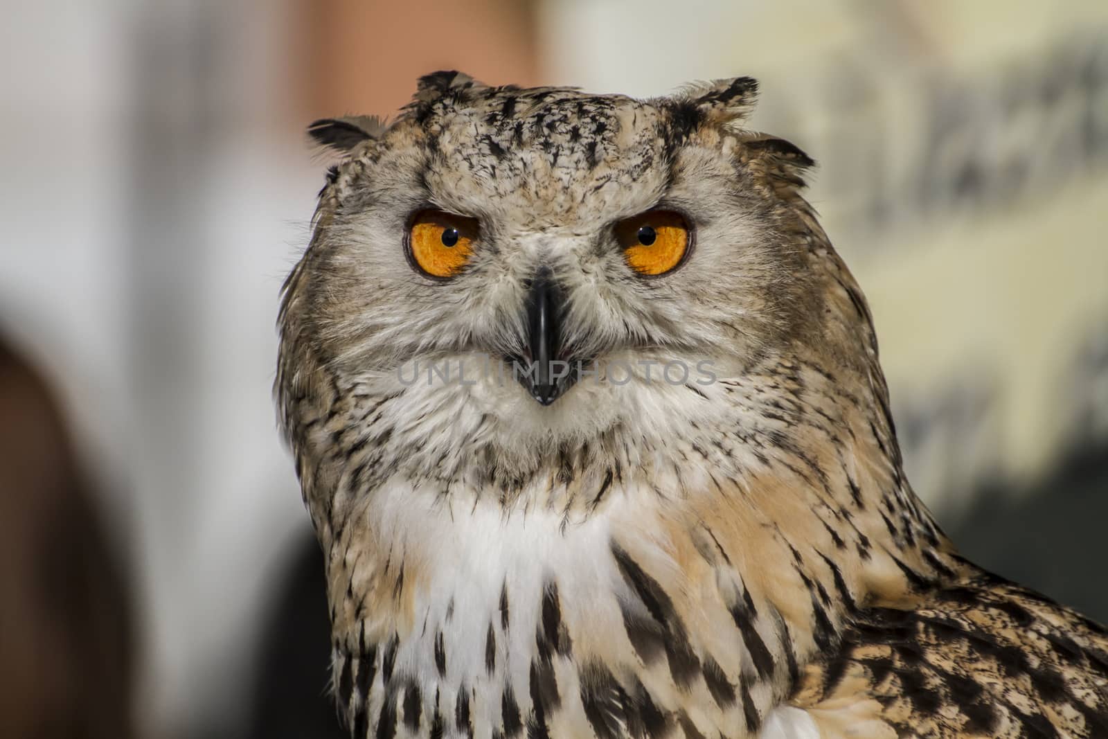 environment, eagle owl, detail of head, lovely plumage by FernandoCortes