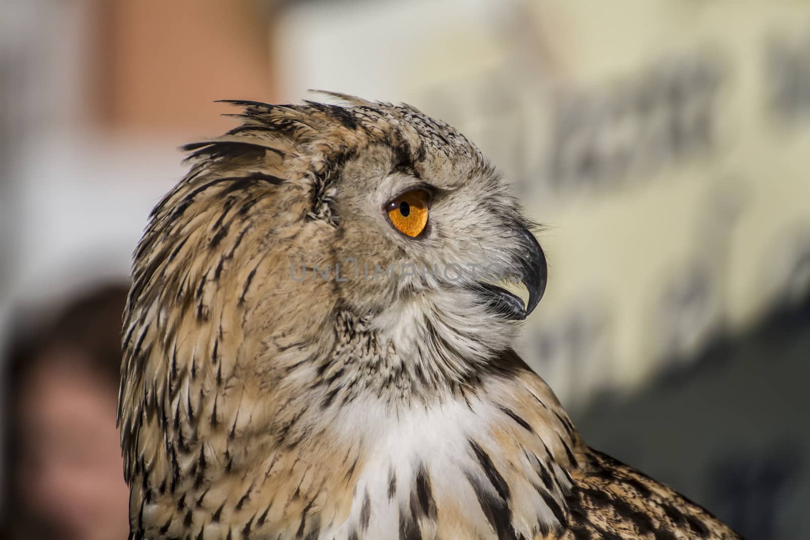 eagle owl, detail of head, lovely plumage