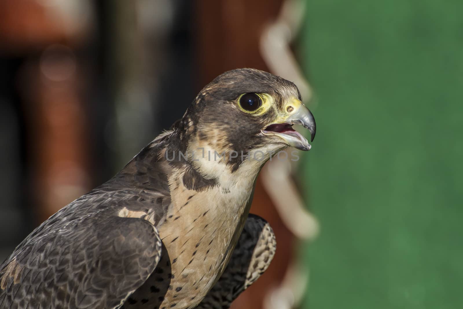 detail of peregrine falcon in a medieval fair
