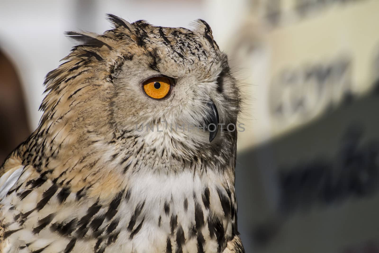 eagle owl, detail of head, lovely plumage