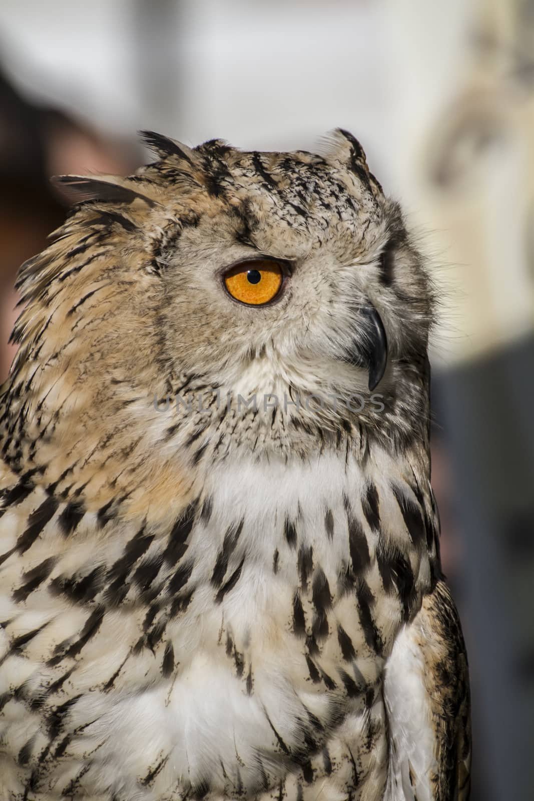 eagle owl, detail of head, lovely plumage