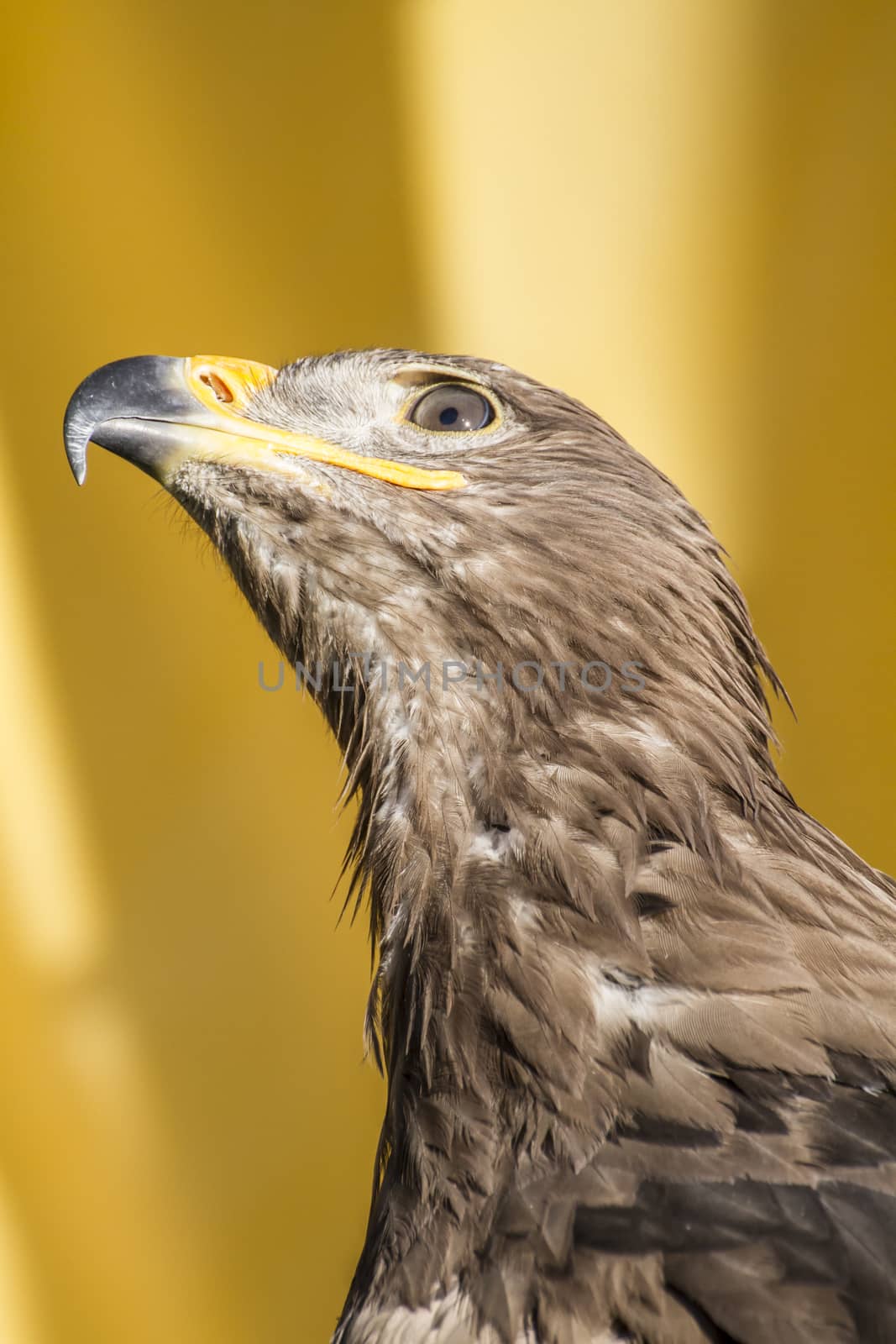 eye, golden eagle, detail of head with large eyes, pointed beak by FernandoCortes