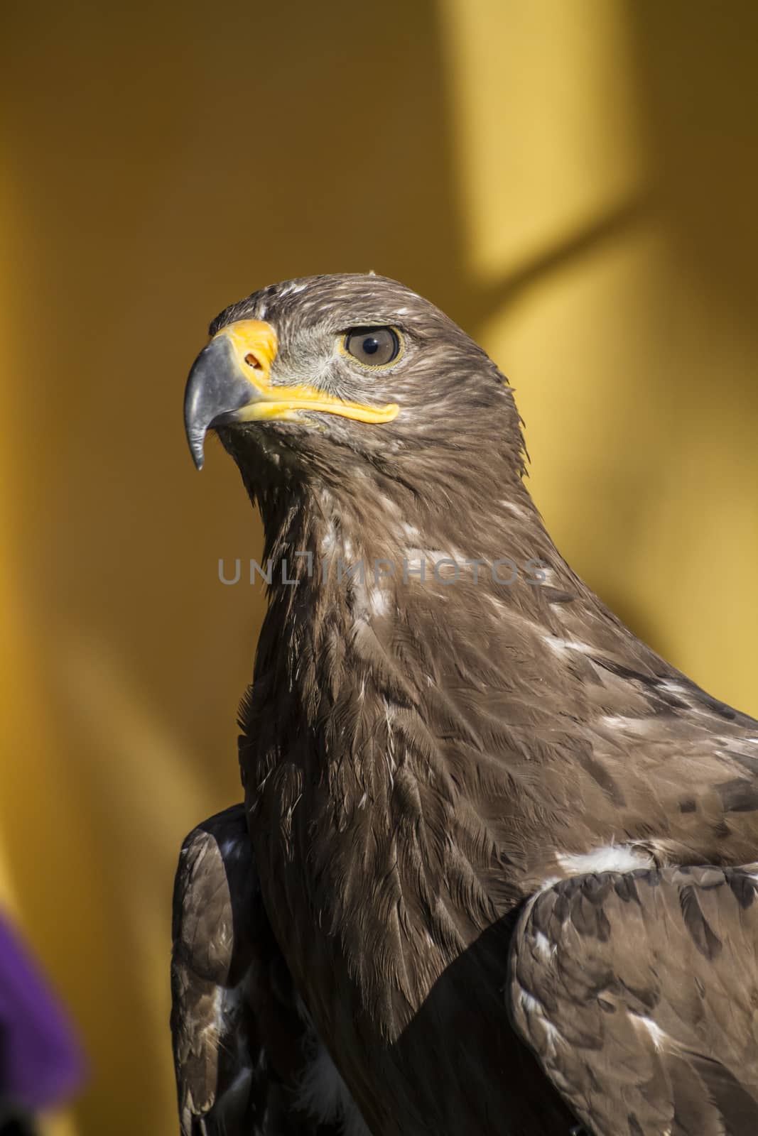 Beauty golden eagle, detail of head with large eyes, pointed beak