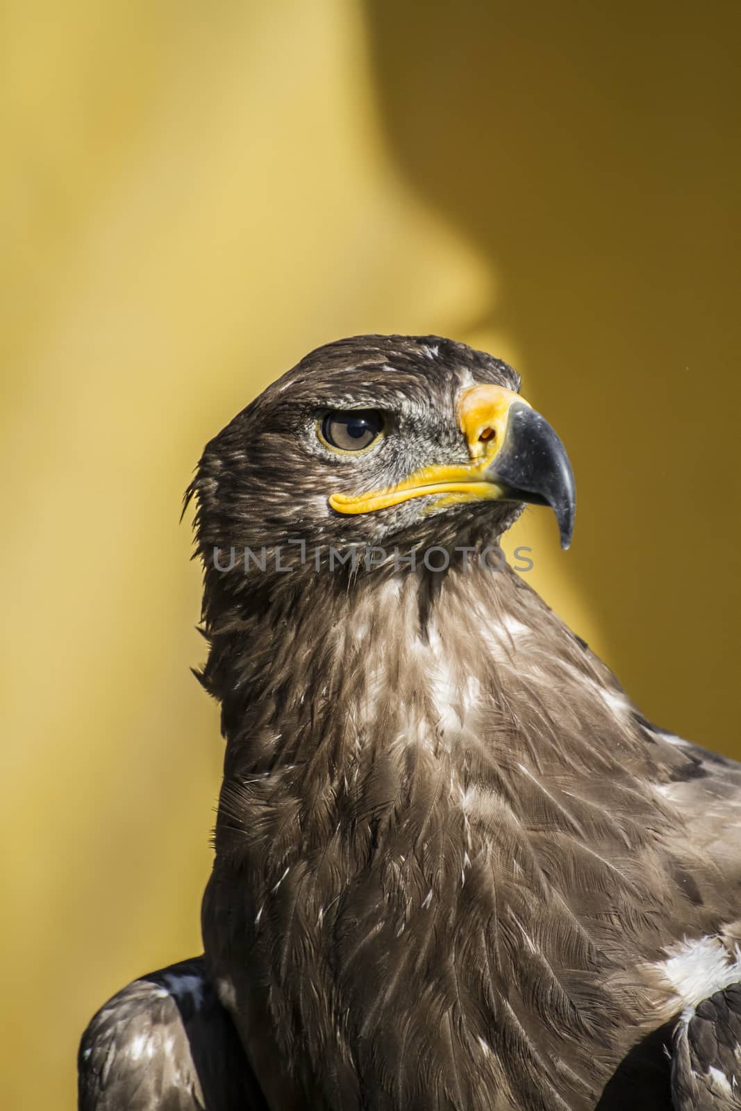 beautiful golden eagle, detail of head with large eyes, pointed beak