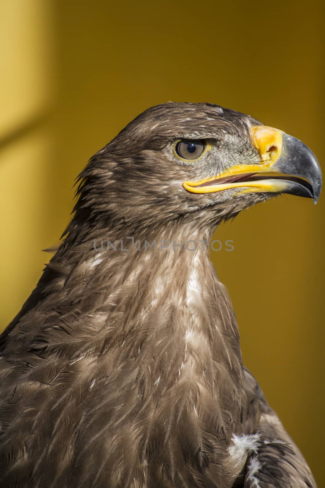 bird, golden eagle, detail of head with large eyes, pointed beak