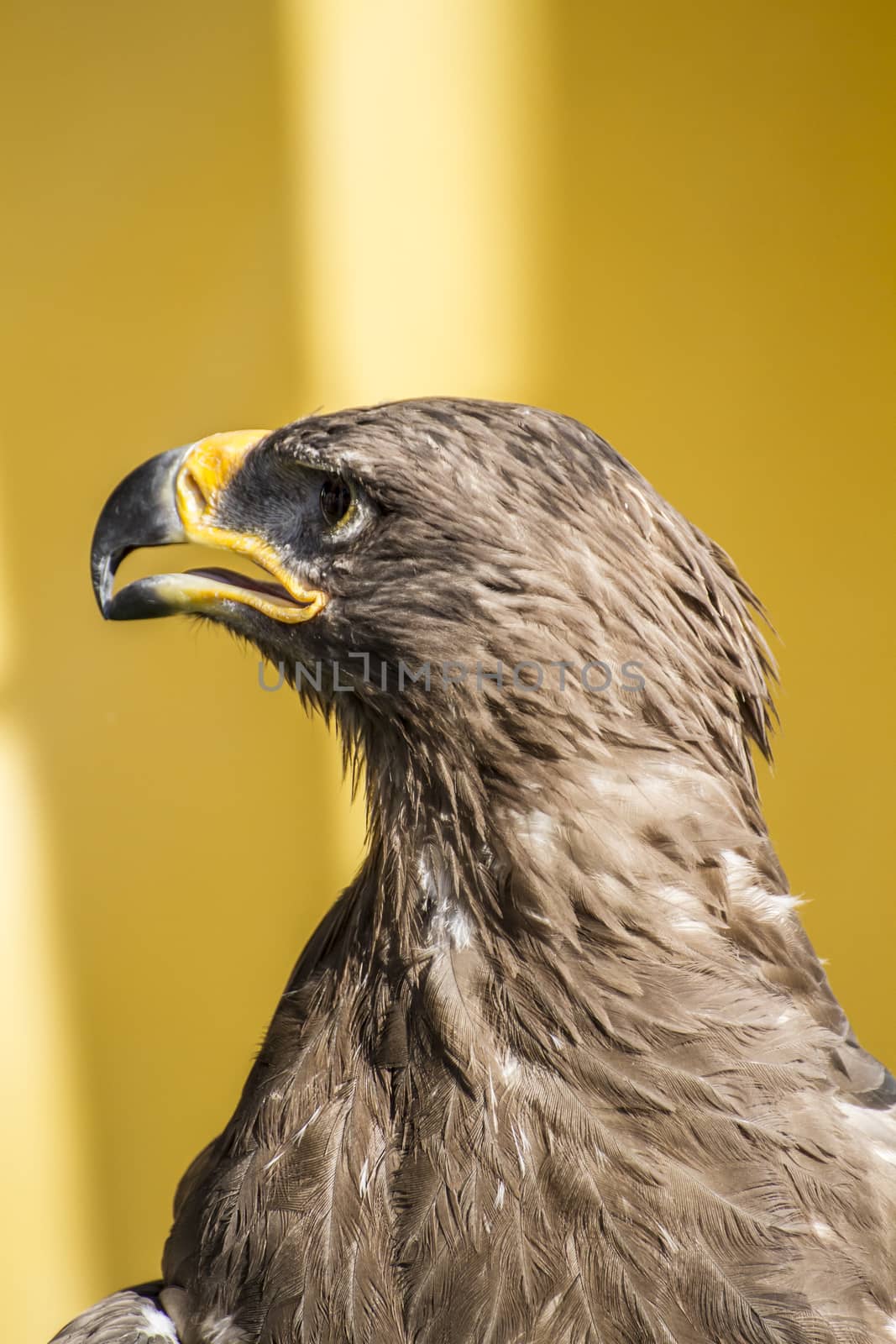 wild, golden eagle, detail of head with large eyes, pointed beak by FernandoCortes