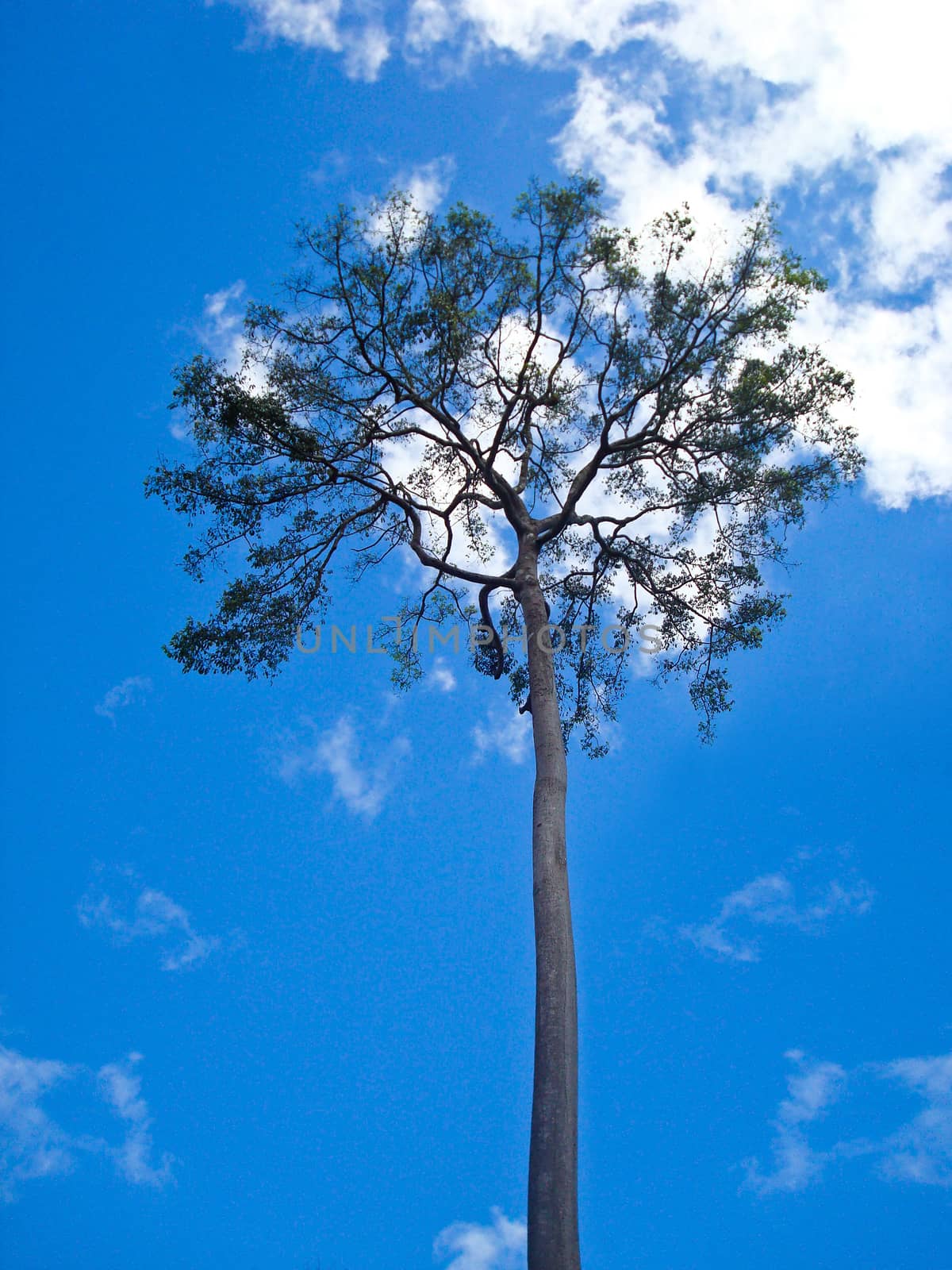 tall tree with blue sky by borilove