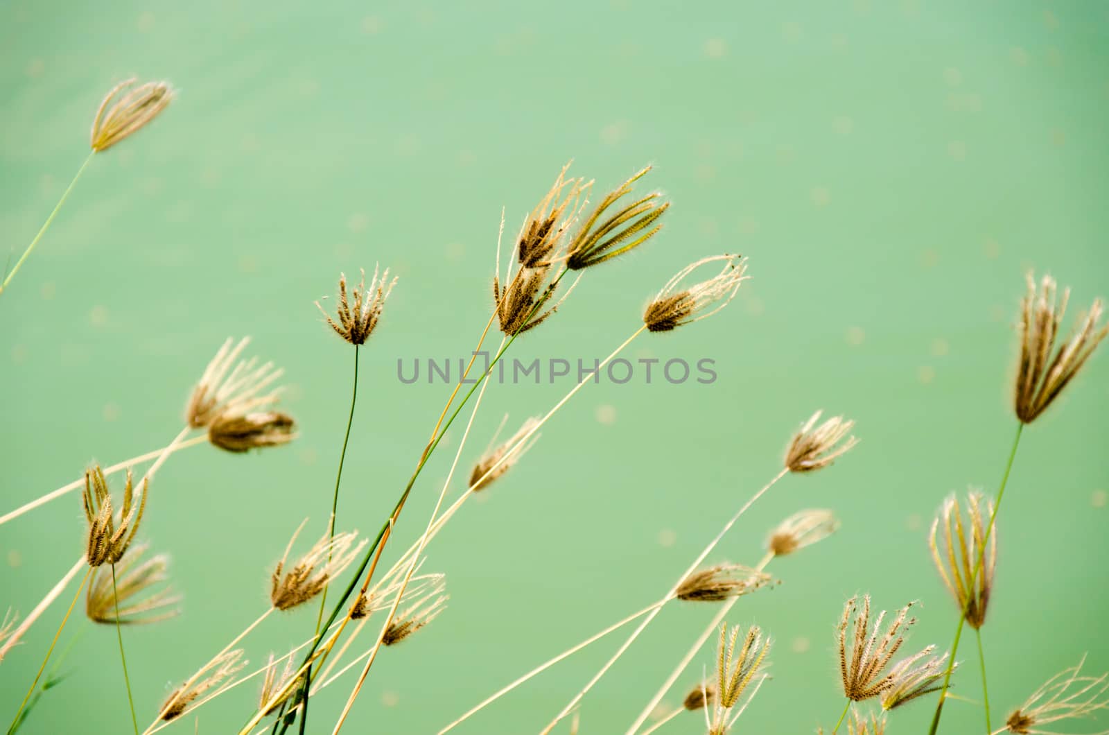 flower of grass beside the road behind a river.