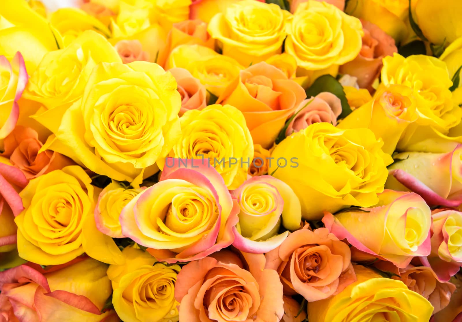 Yellow roses putting together many of flowers.