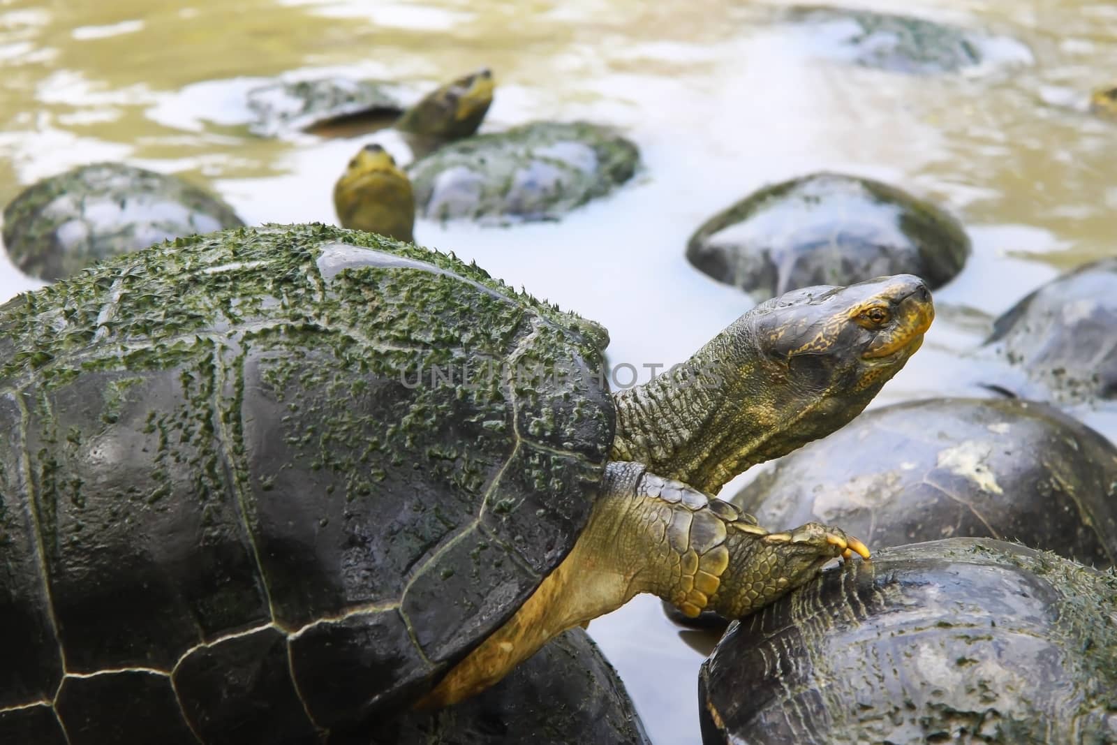 turtles in Bangkok