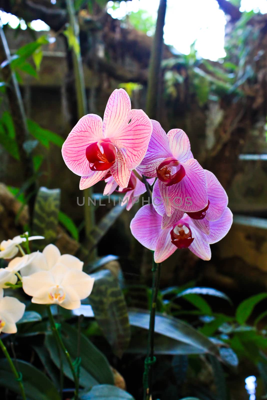 Pink Orchids in garden by borilove