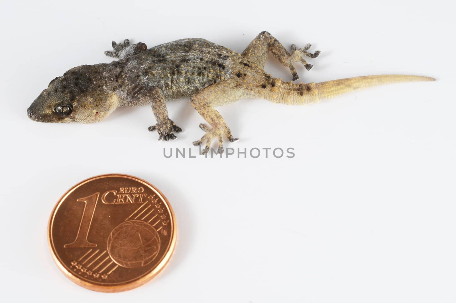 One Small Gecko Lizard and Coin on a White Background